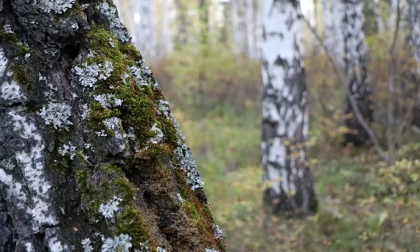 Осень в лесу. Фоторепортаж