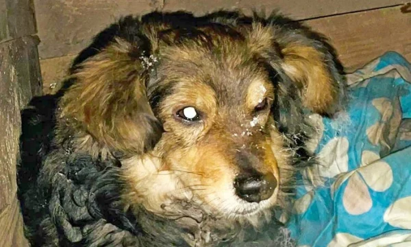​В Тайшете врачи скорой помощи спасли во время пожара от верной смерти собаку