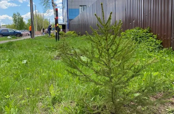 Возле районной администрации высадили 40 деревьев