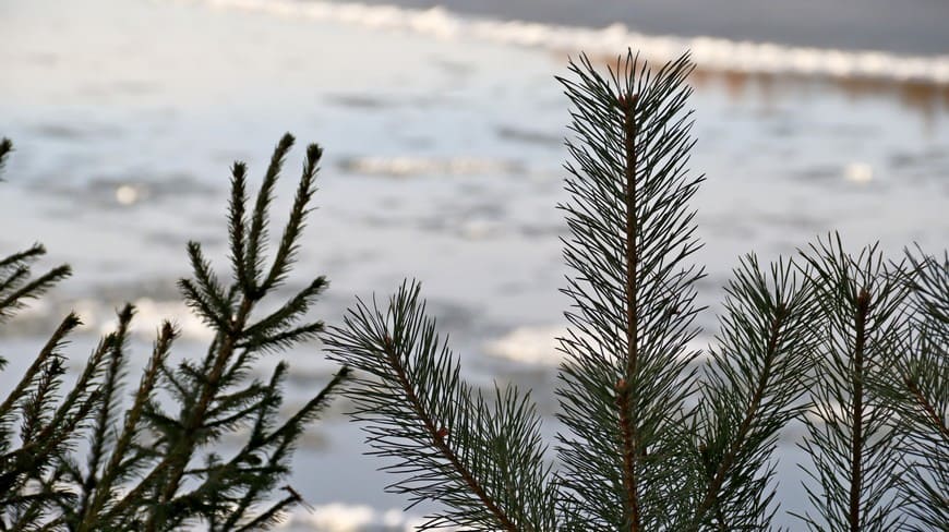 Предзимье на берегу Бирюсы