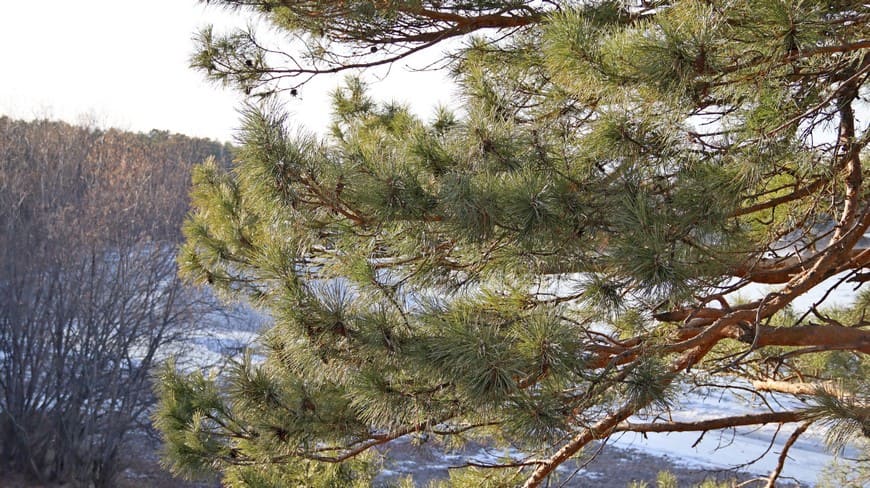 Предзимье на берегу Бирюсы