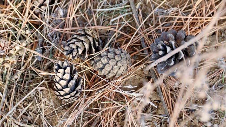 Предзимье на берегу Бирюсы