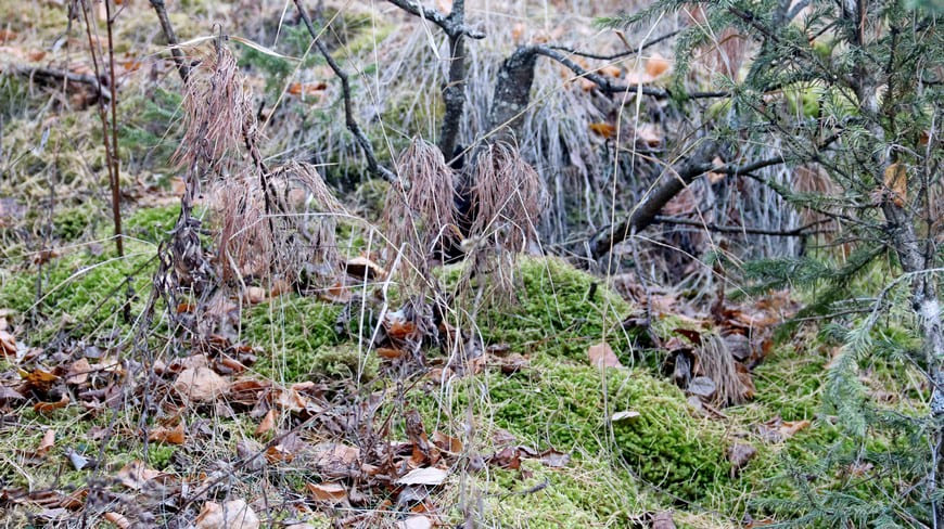 Предзимье на берегу Бирюсы