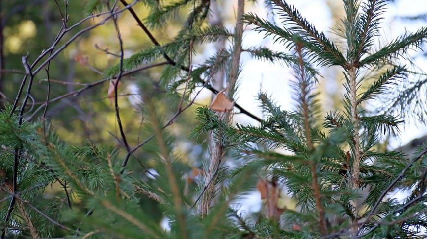 Предзимье на берегу Бирюсы