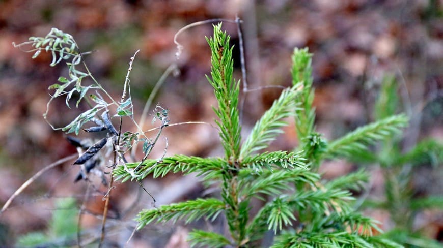 Предзимье на берегу Бирюсы